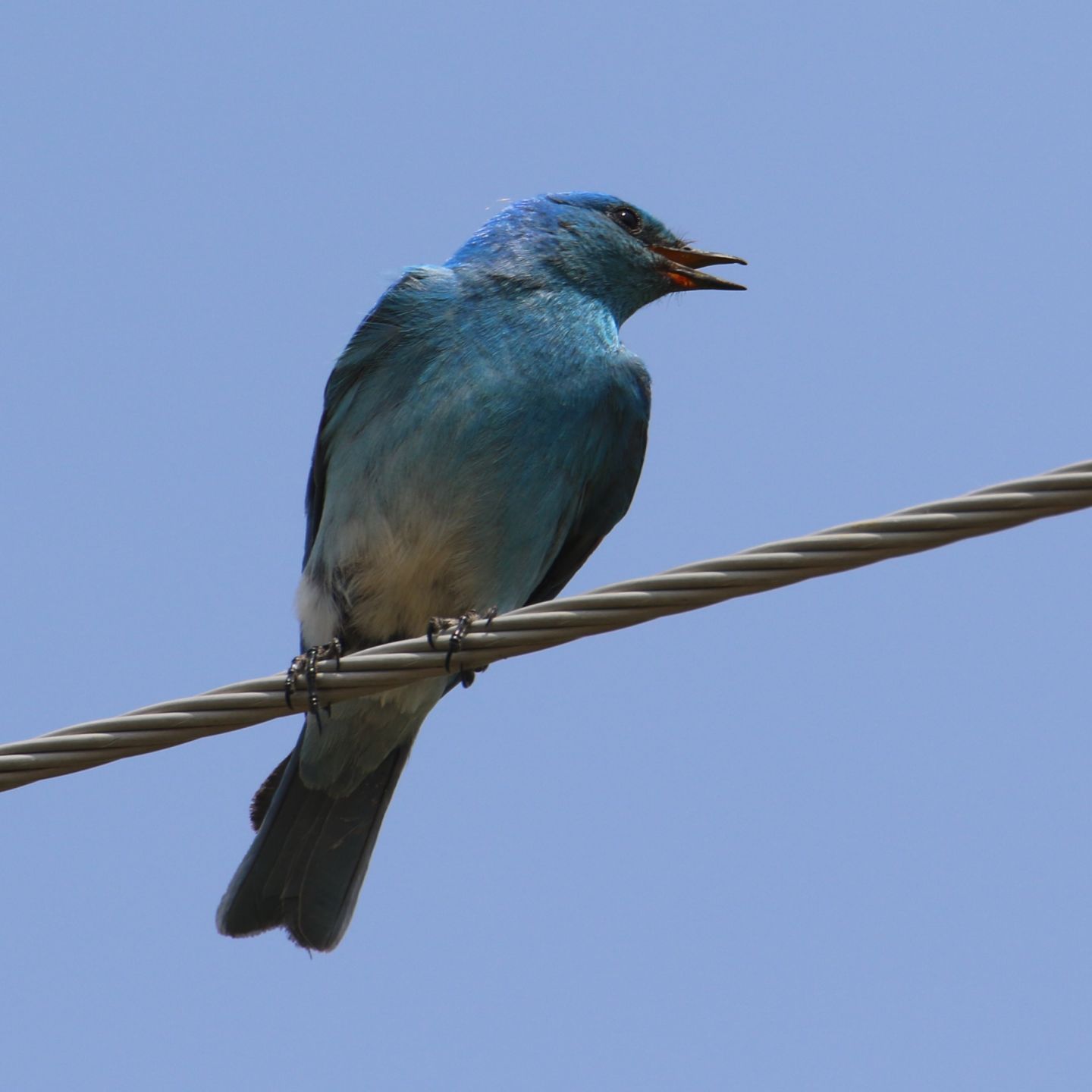 Blue Sky, Bluebird